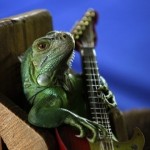 Állati gitár top 10 Állati gitár top 10